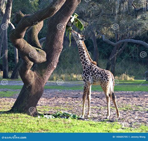 A baby Giraffe stock image. Image of fruit, beautiful - 140605705