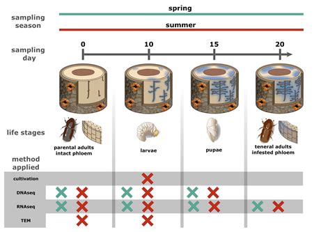 The core gut microbiome changes throughout life cycle and season of bark beetle Ips typographus ...