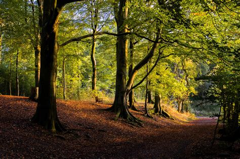 Wallpaper : landscape, nature, trees, plants, fall, leaves, bench 2000x1330 - HeavenBreeze28 ...