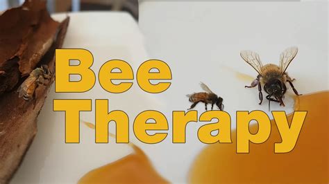 Bee therapy – Fertility treatment using bees - Dream 4 Baby