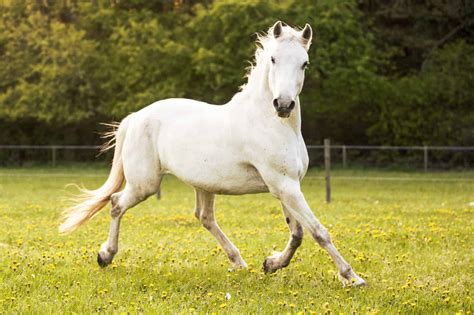 7 Interesting Facts About Lipizzaner Horses