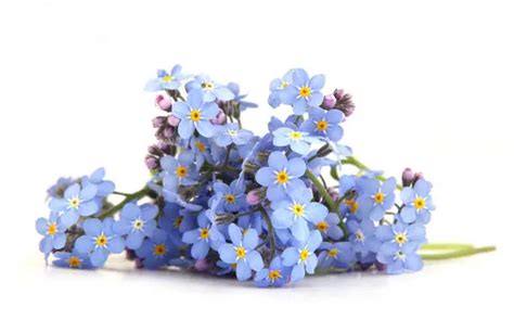 Free myosotis Stock Photos - Stockvault.net