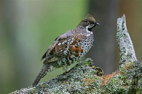 Hazel Grouse Photograph by Arterra Picture Library - Fine Art America