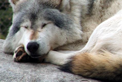 Great Plains Wolf-Sleepy Orion | Great Plains Wolf Minnesota… | Flickr