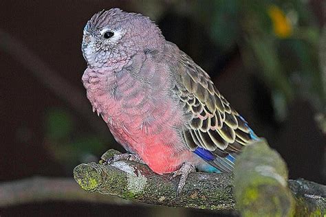 The Bourke's Parakeet, a shiny Australian bird to have at home