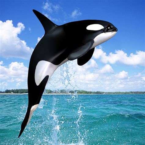 28 besten Killer Whale - Orca Bilder auf Pinterest | Killerwale ...