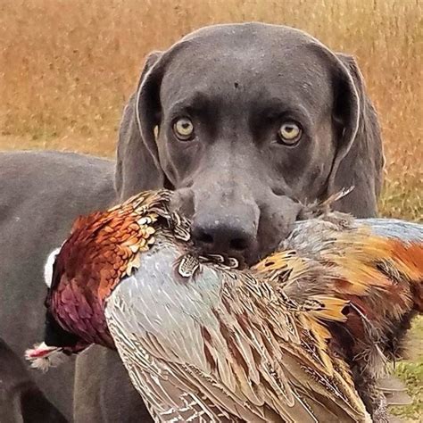 Pheasant Hunt - 2017 | Pheasant hunting, Animals, Dogs