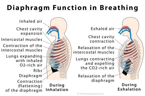 Diaphragm: Definition, Location, Anatomy, Function, Diagram