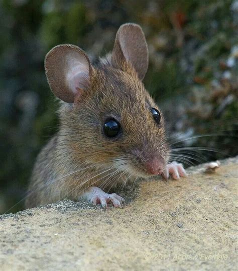 Wood mouse | Pet mice, Animals beautiful, Animals wild