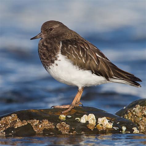 Meet the Birds – Pacific Flyway Shorebirds