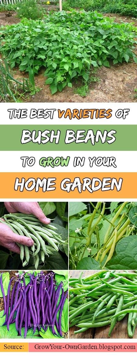 The Best Varieties of Bush Beans to Grow in Your Home Garden | Grow ...