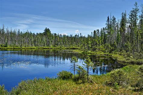 Boreal Forests Fighting Against Climate Change - Canadian Wildlife Magazine