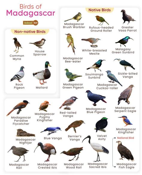 List of Birds Found in Madagascar with Pictures