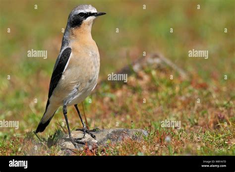 male Northern Wheatear Stock Photo - Alamy