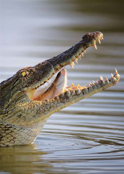 31 Facts About Africa's Nile Crocodile (Crocodylus niloticus ...