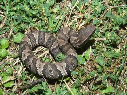 Cottonmouth Facts and Pictures | Reptile Fact