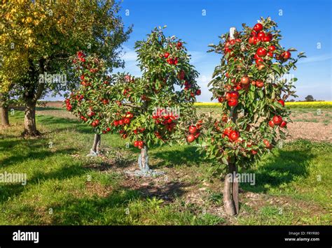 Three small apple trees with many, ripe, red apples in an orchard next ...