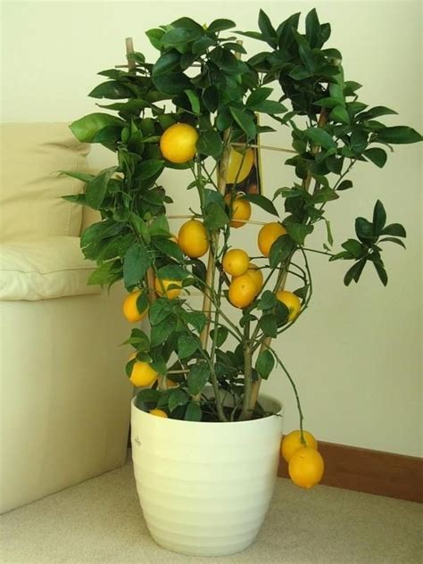 Indoor Lemon Trees Fabulous Decorative Addition To Home Decor