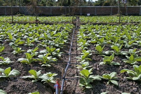 Irigasi Tetes (Drip Irrigation) Untuk Tembakau | Tembakau dan Cengkeh ...