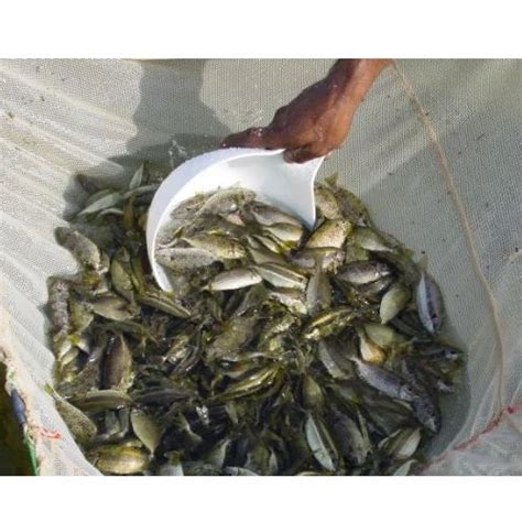 Paplet Fish Seed at Rs 2/piece | Silver Pangasius Fish Seed in Pune | ID: 14327072497