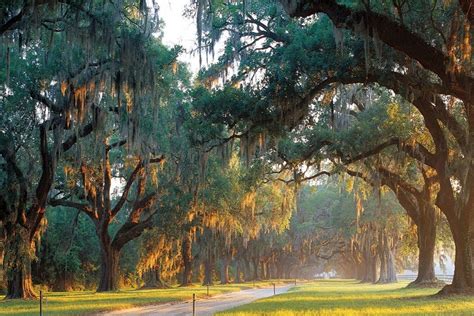 Boone Hall Plantation: Charleston Attractions Review - 10Best Experts and Tourist Reviews