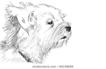 456 Maltese dog sketch Images, Stock Photos & Vectors | Shutterstock | Puppy drawing, Maltese ...