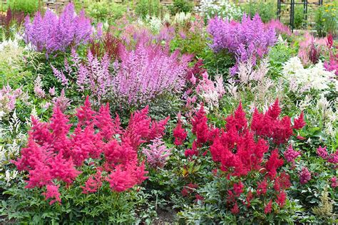 Astilbe Growing Guides, Tips, and Information | Gardener's Path