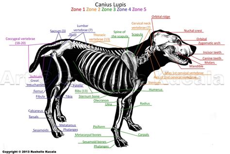 Dog Skeleton Anatomy by TheDragonofDoom on DeviantArt