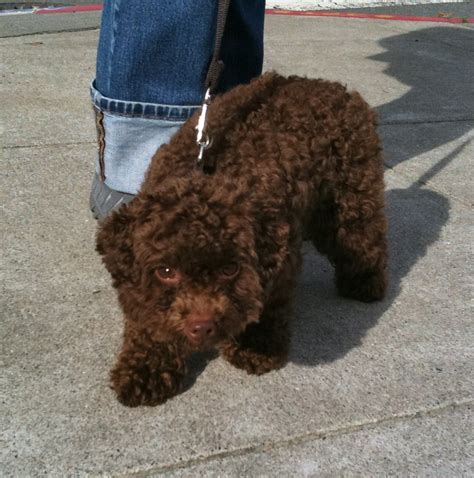 Dog of the Day: Toto the Toy Poodle | The Dogs of San Francisco