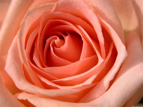 Peach Rose Wallpapers - Top Free Peach Rose Backgrounds - WallpaperAccess