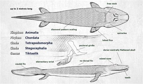 Tiktaalik roseae model from Paleozoo Evolutionary Models