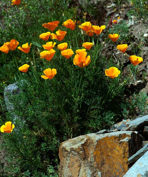 10 xeriscaping plants for climate appropriate planting…