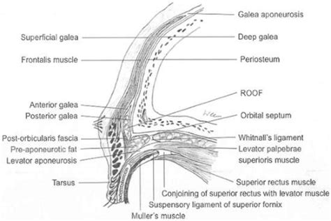 Eyebrows, Eyelids, and Face: Structure and Function | Ento Key