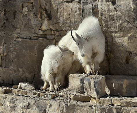 Wyoming Wildlife Magazine