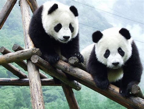 Visit Chengdu's Panda Base - Sichuan, China - China's Giant Pandas ...