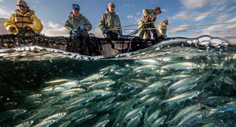 Spotlight on Canada's Fisheries Industry - TheFutureEconomy.ca