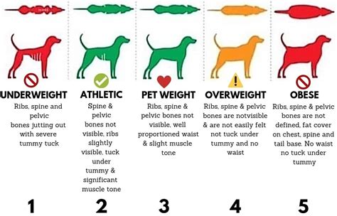 Ideal Canine Body Weight – Fitdognation.com