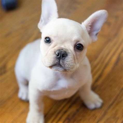 French Bulldog Puppies For Sale | Ohio Street, San Diego, CA #229958