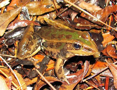 Herping The Florida Leopard Frog - Reptiles Magazine