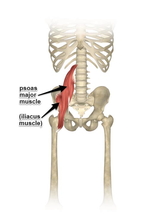 The Psoas Muscle, Where It Attaches, And Its Function - Yoganatomy