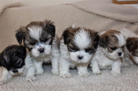 Lhasa Apso - Penny's Pups from birth to new homes: cute lhasa apso ...