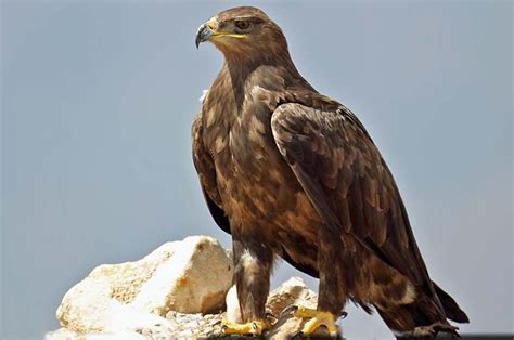 National Animal of Egypt | National animal, Types of eagles, Animals