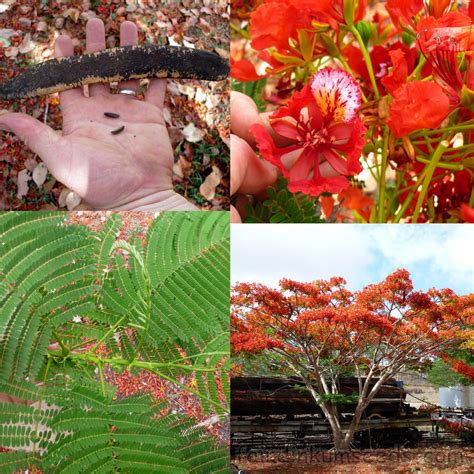 Royal Flame Tree Poinciana Delonix Regia Seeds | Fair Dinkum Seeds