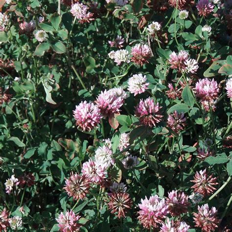 Alsike Clover Seeds, Trifolium hybridum | American Meadows