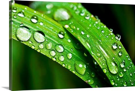 Grass with dew drops Wall Art, Canvas Prints, Framed Prints, Wall Peels ...