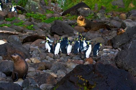 Northern Rockhopper Penguin: Is This Animal Endangered?