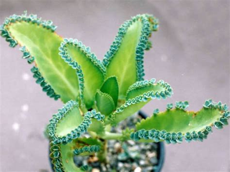 Mother Of Thousands Varieties