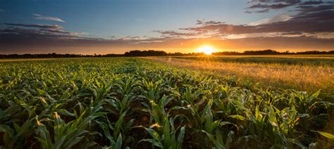 Chisel Plow Spikes, Shovels, & Twisted Chisels - Wiese Tillage