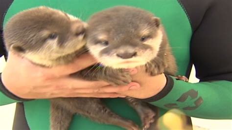 Baby otters get new home | CNN