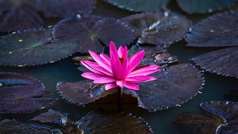 Lotus Flower Wallpaper Hd Desktop